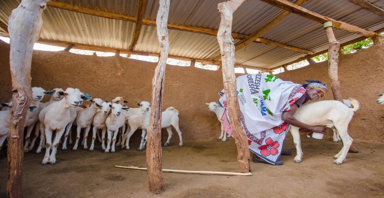 A woman milking a goat with a herd of goats in the background