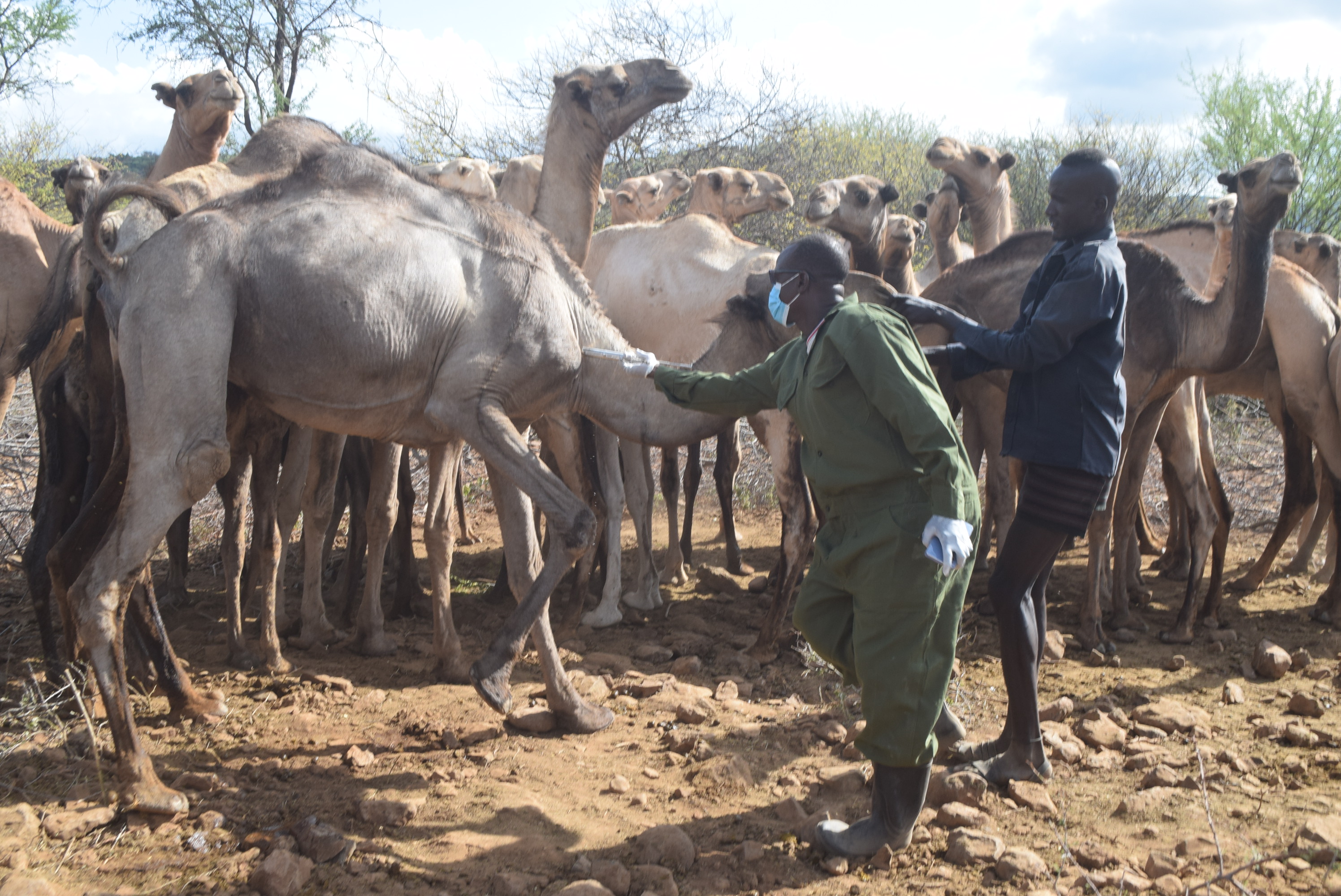 Camels vaccination