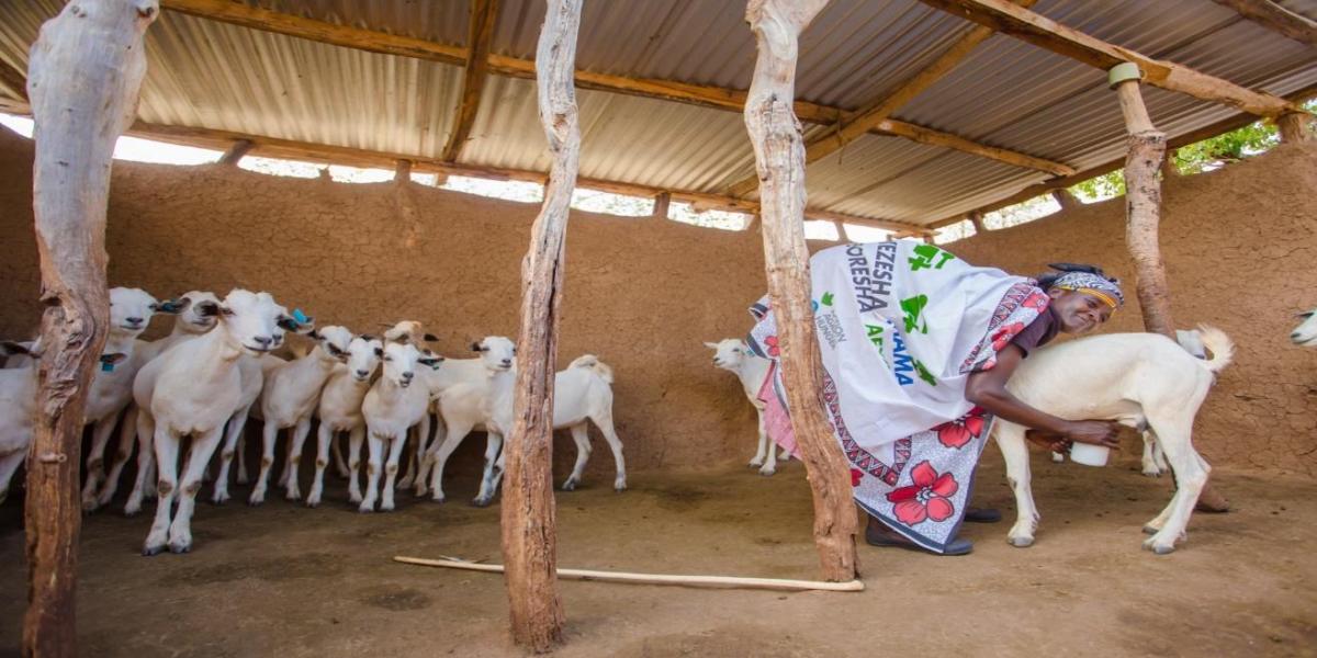 A woman milking a goat, with a herd of goats looking on in the background