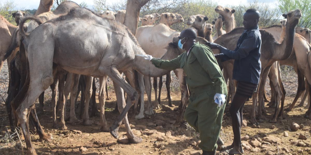 Animal Vaccines