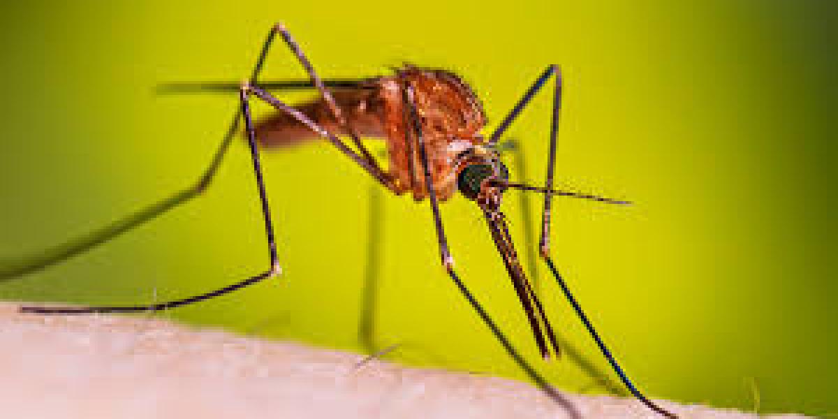 The mosquito