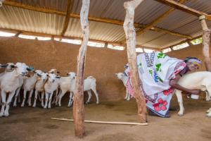 A woman milking a goat, with a herd of goats looking on in the background