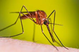 The mosquito